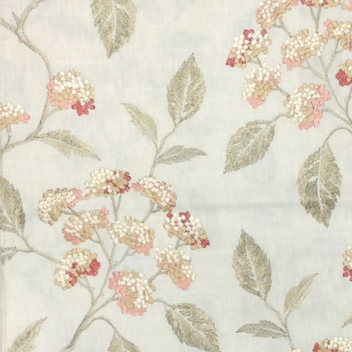 Camellia